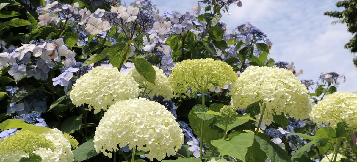 伊東市伊豆高原で花の名所と言えばフラワーガーデンがおすすめ