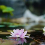 睡蓮がすき始めました