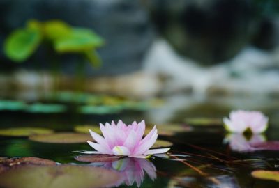 睡蓮がすき始めました