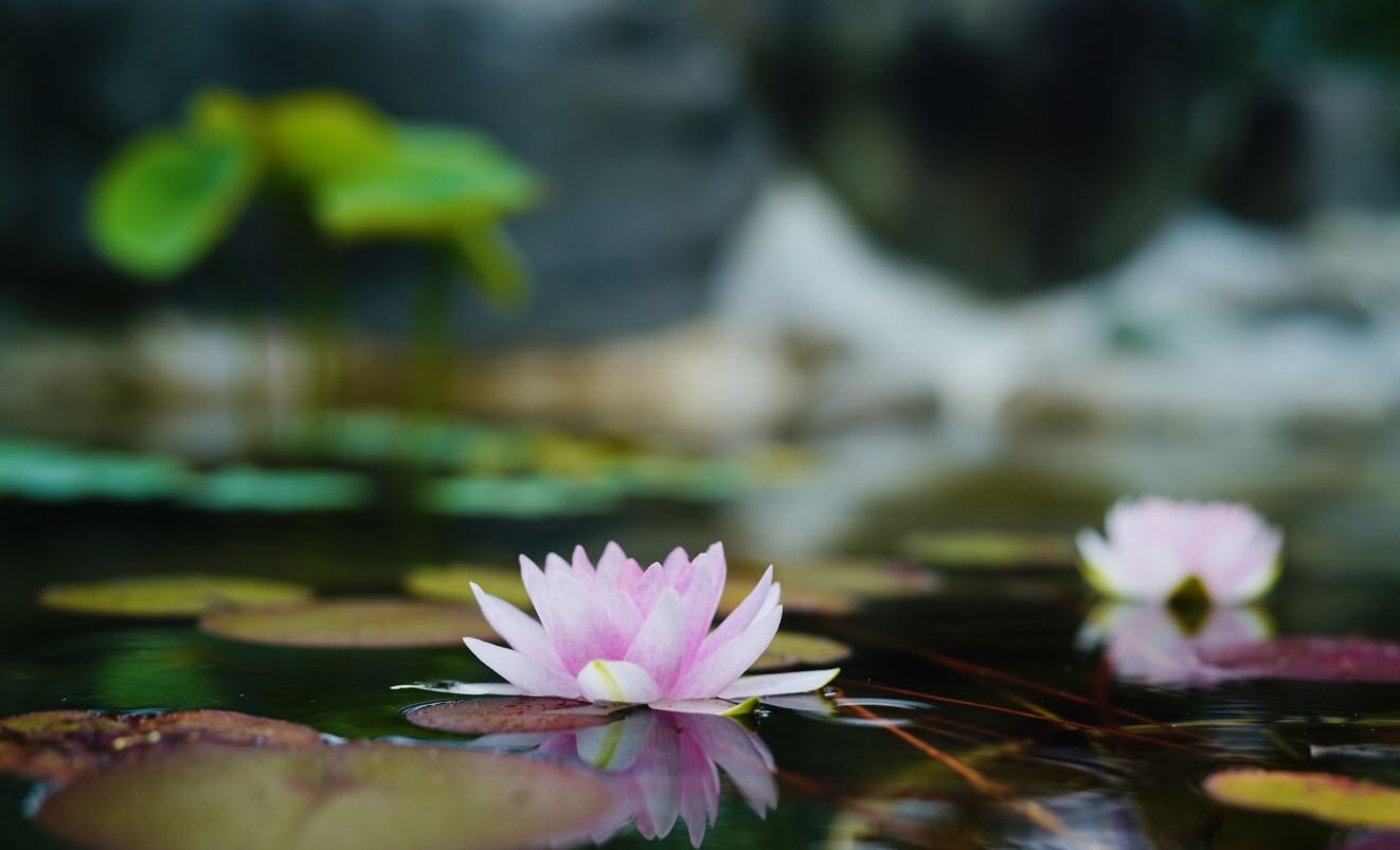 睡蓮がすき始めました